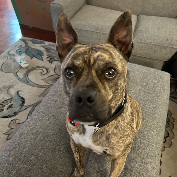 Meet your Posher, Cami - Picture 9 of 16